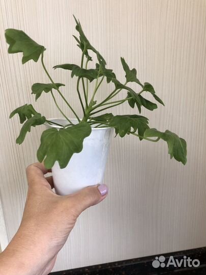 Пеларгония герань Godshill