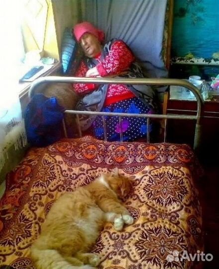 Нескем оставить кота или собаку