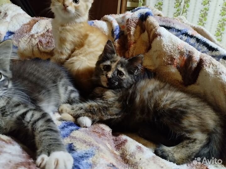 Отдам бесплатно