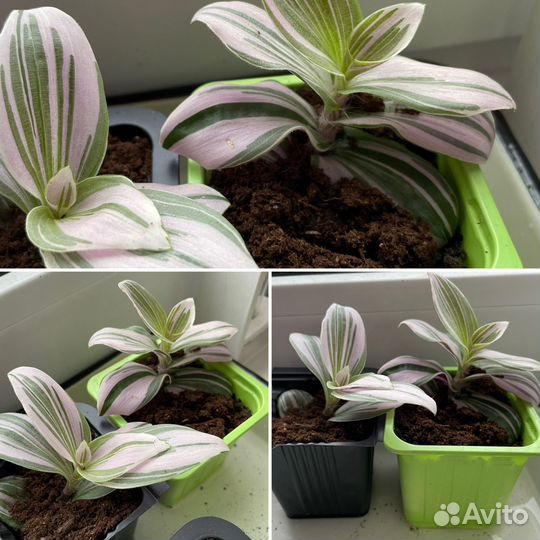 Традесканция нанук (черенки)