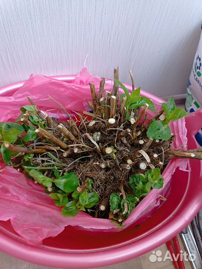 Гортензия крупнолистная