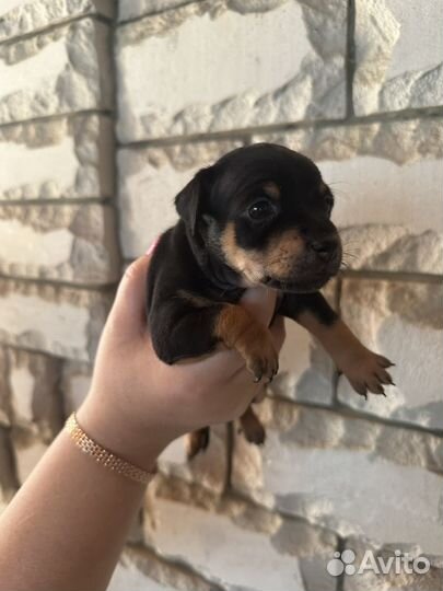 Щенки Той-терьер