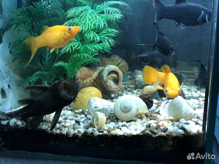 Моллинезия