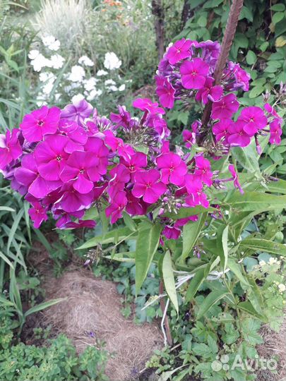 Флоксы разные