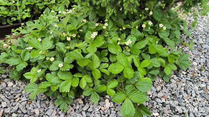 Лесная земляника, Виктория, земклубника