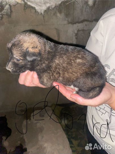 Щенята в добрые руки