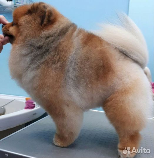 Стрижка собак и кошек