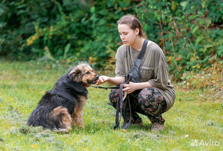 Собака в добрые руки