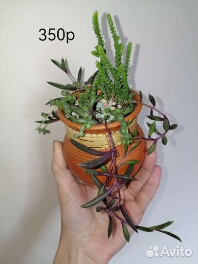 Суккуленты #1