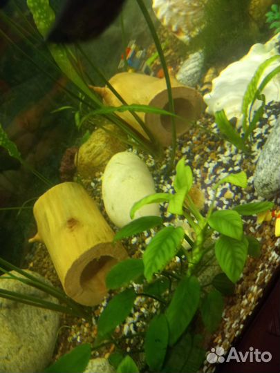 Продам коряги