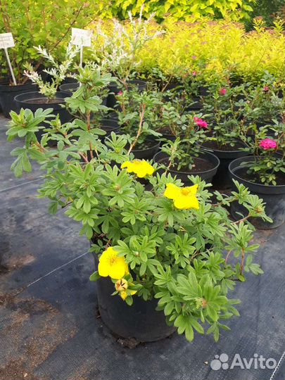 Саженцы Лапчатка кустарниковая