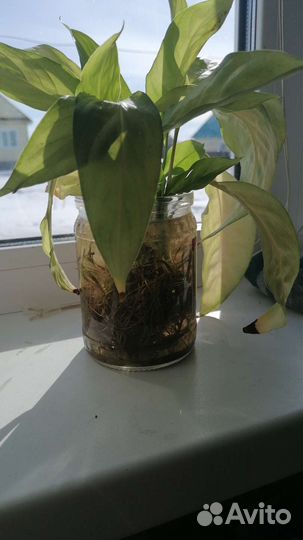 Спатифиллум