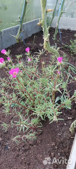 Почвопокровные растения