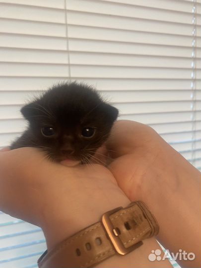 Отдам даром бесплатно котят