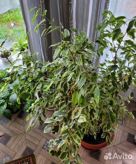Фикус бенджамина большой