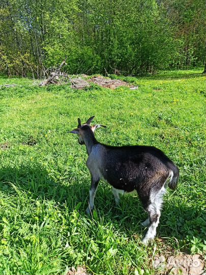 Козлята и козочки