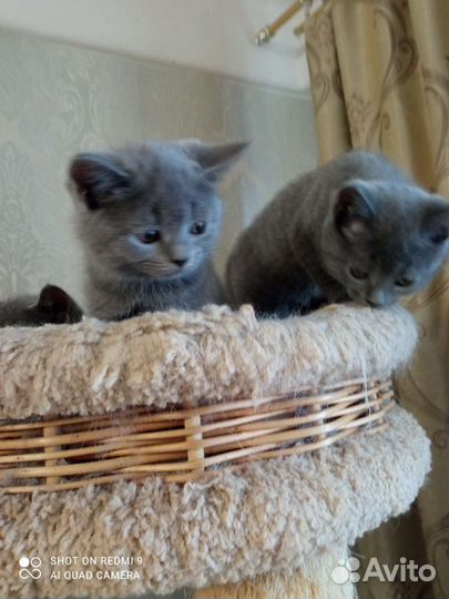 Британская короткошерстная