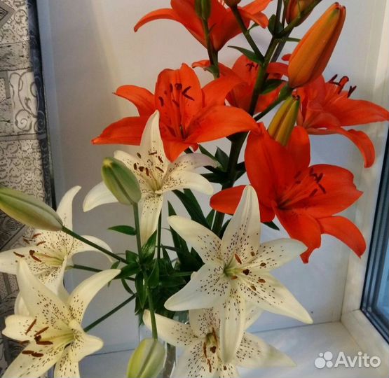 Лилии луковицы