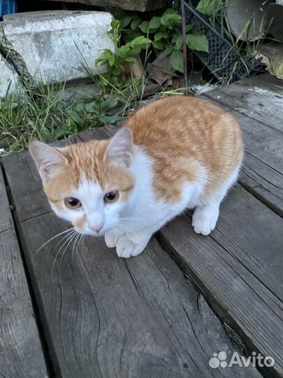 Котик, ловит мышей