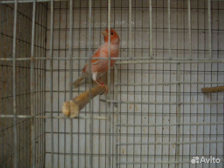 Цветные канарейки