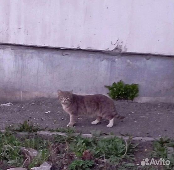 Котик в добрые руки