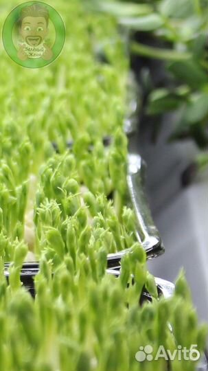 Семена микрозелени Кинза (кориандр)