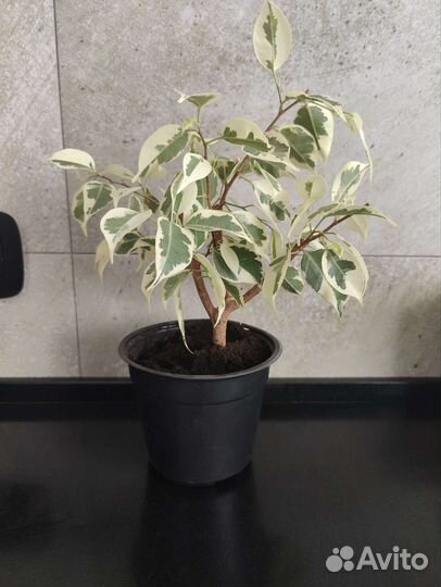 Фикус Бенджамина старлайт