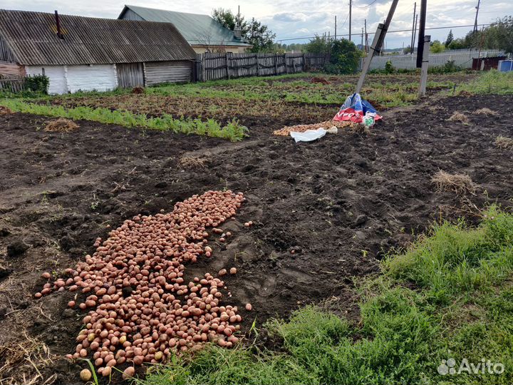 Картофель деревенский Похвистневский район