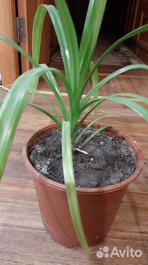 Пальма панданус