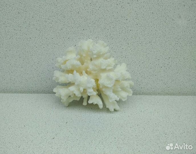 Коралл 5,9*8,1 морской сувенир подарок