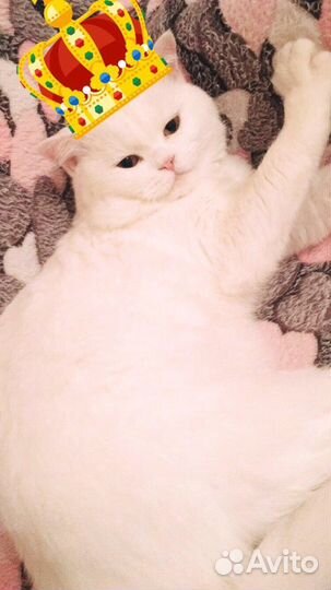 Вязка ищем кошку