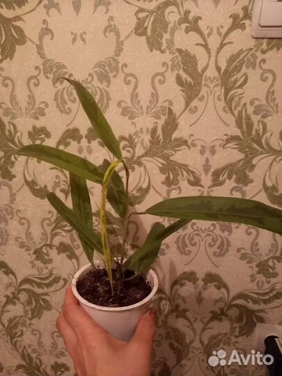 Фикус амстел кинг голд / фикус али (биннендийка)