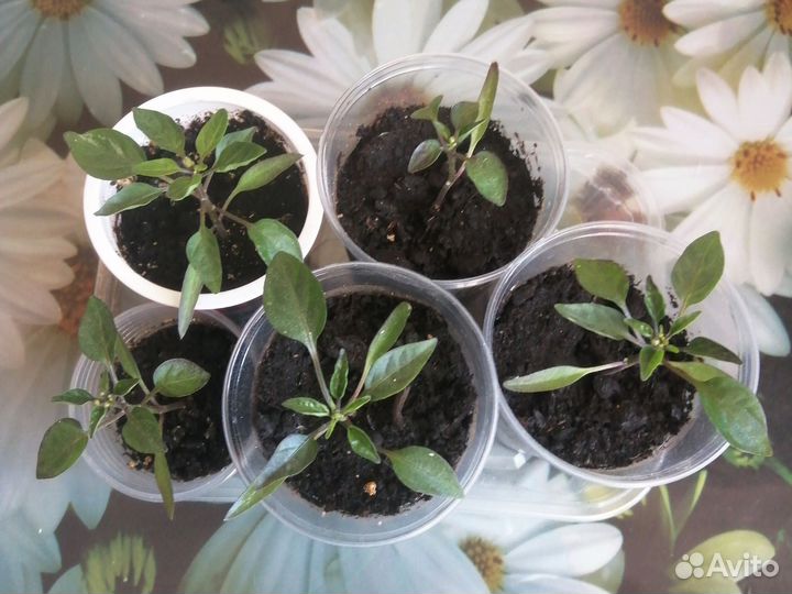 Комнатный острый перчик