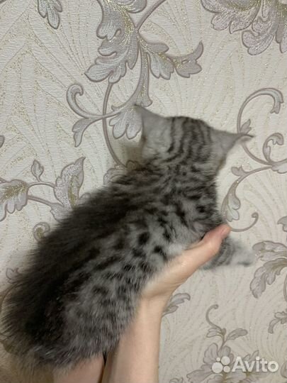 Шотланский котенок