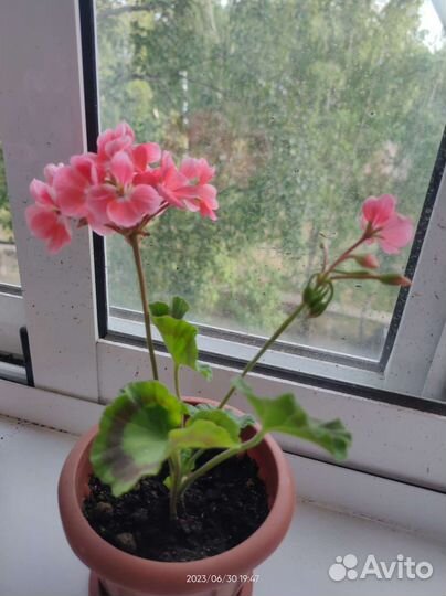 Пеларгония герань