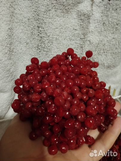 Ягоды калины