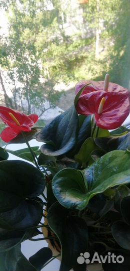 Антуриум, алоэ