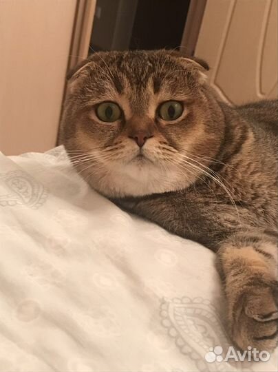 Вязка с котом