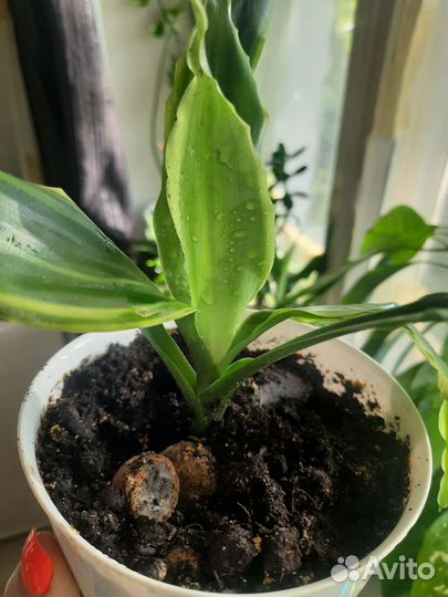 Комнатные растения (драцена )