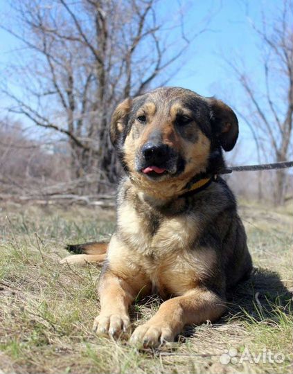 Собака Тося