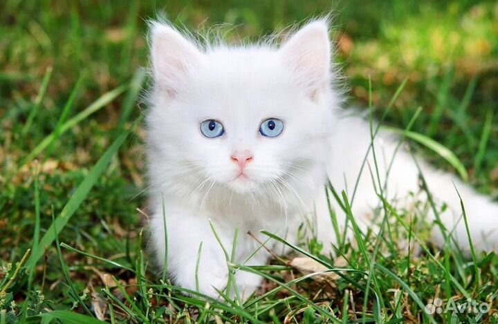 Котята от британского кота