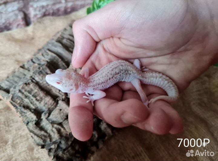 Эублефары. Цена на фото