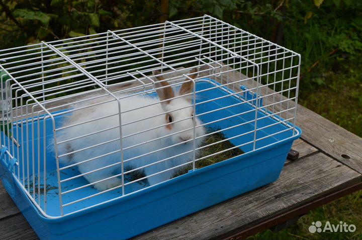 Декоративные кролики