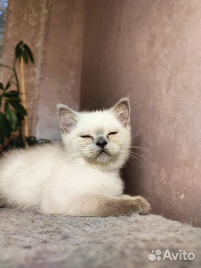 Британские котята