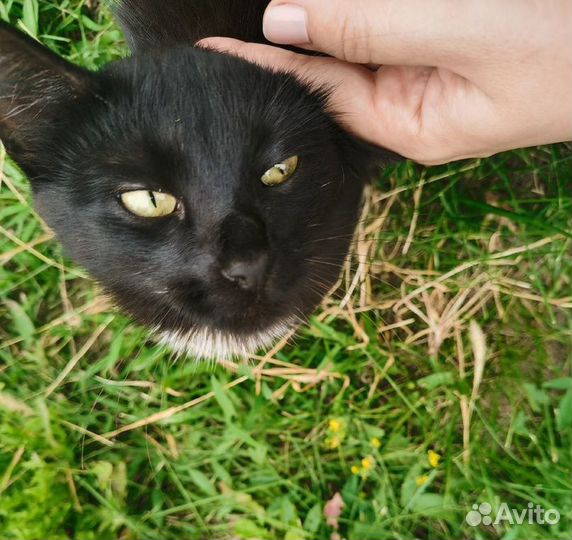 Черная пантера