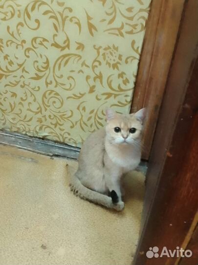 Британская кошечка шиншилла