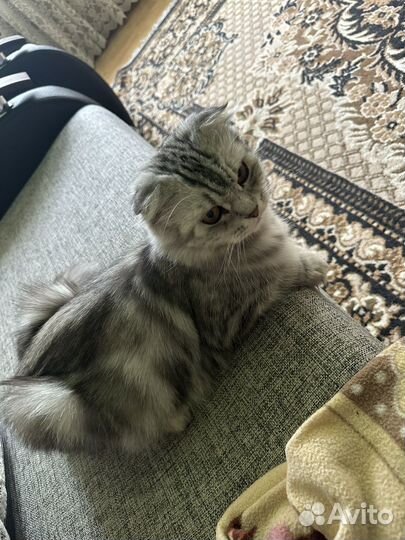 Котята шотланцы