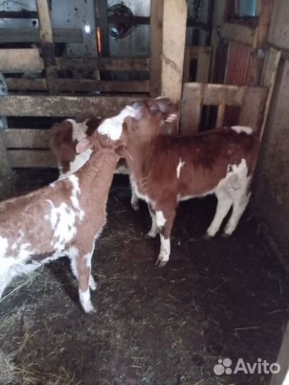 Телята бычки 1-2 месячные