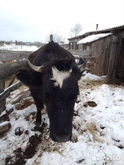 Корова молочная