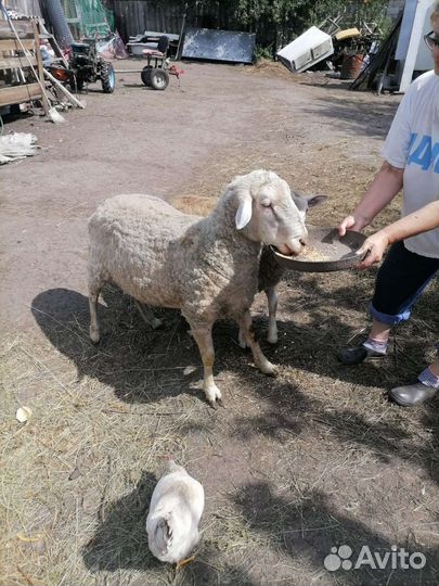 Баран на племя